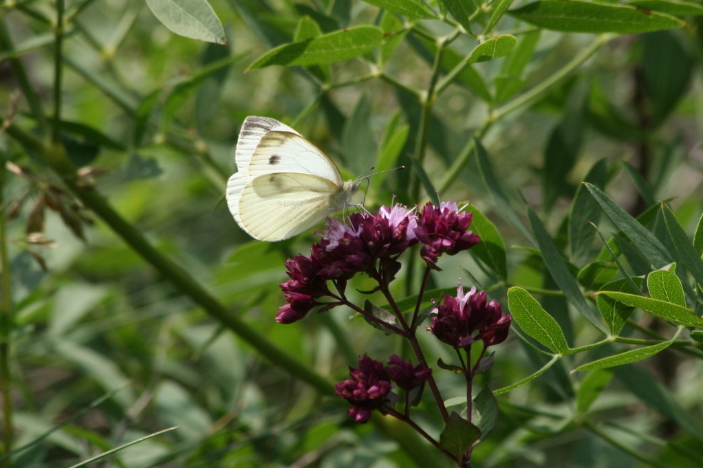 pieris